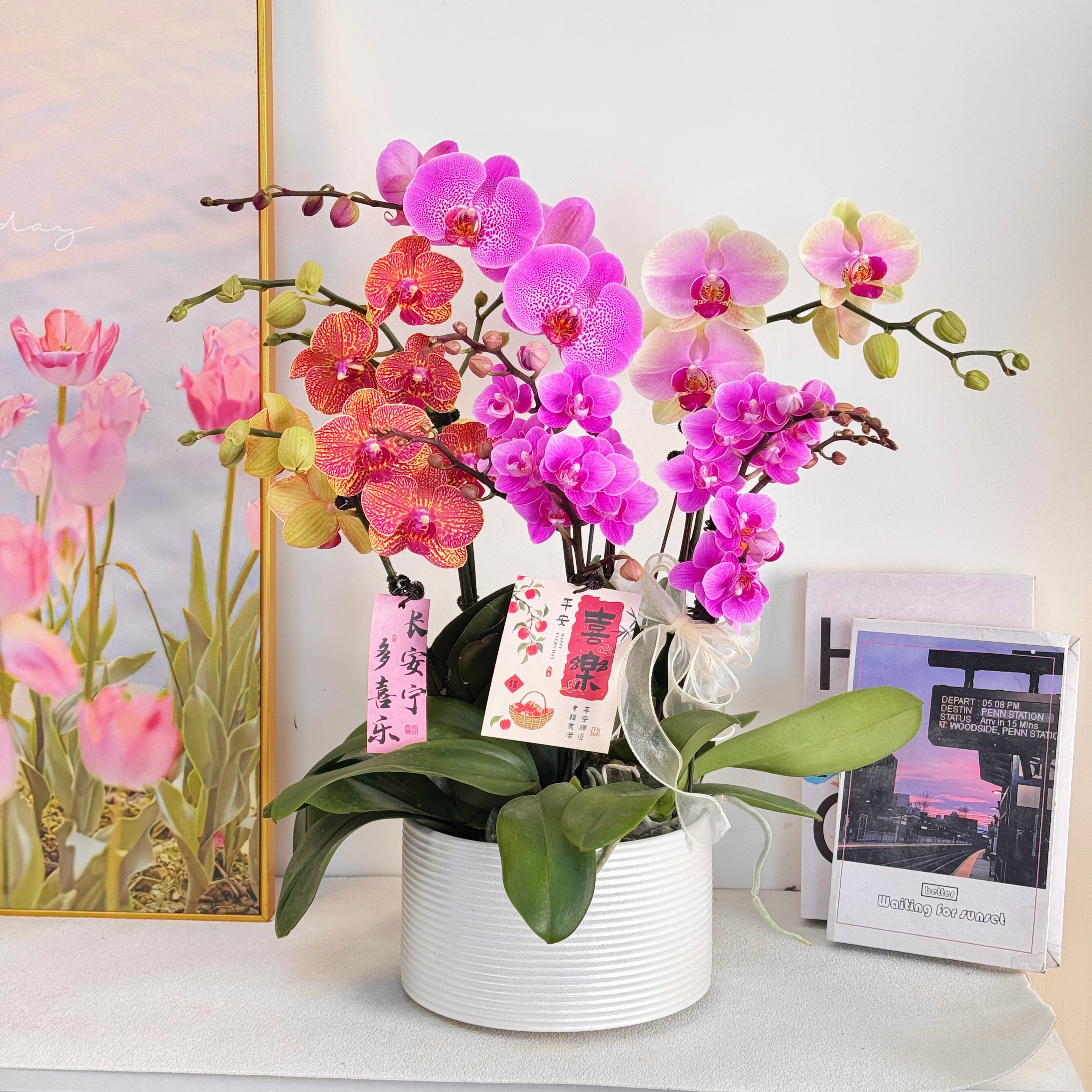 【全家福】蝴蝶兰鲜花精致组盆 开花株 室内绿植