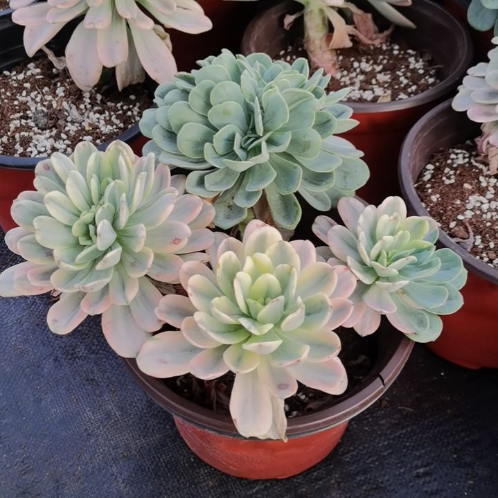 酸橙柠檬白覆轮锦朵朵缀