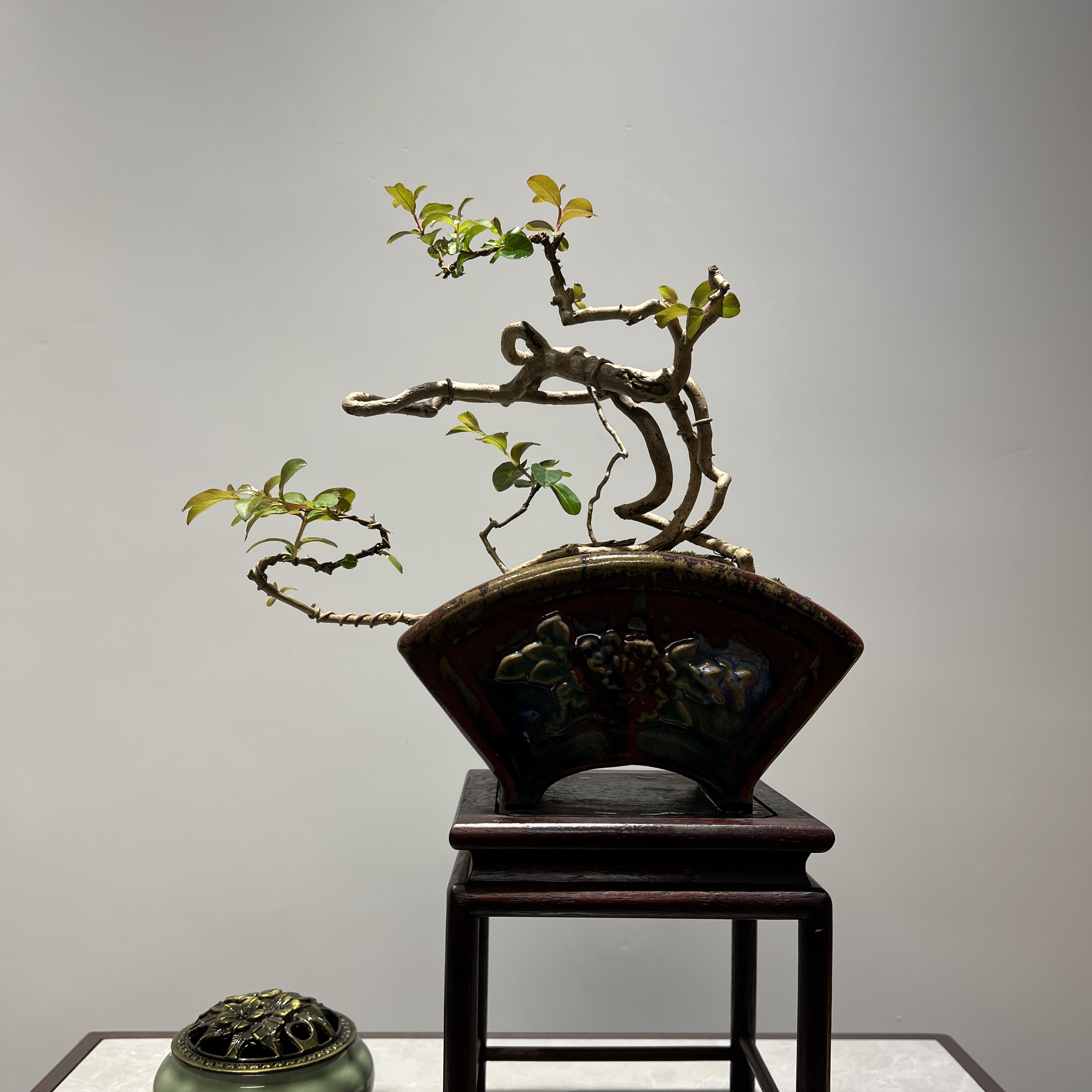 紫薇 - 怪桩根艺精品盆景