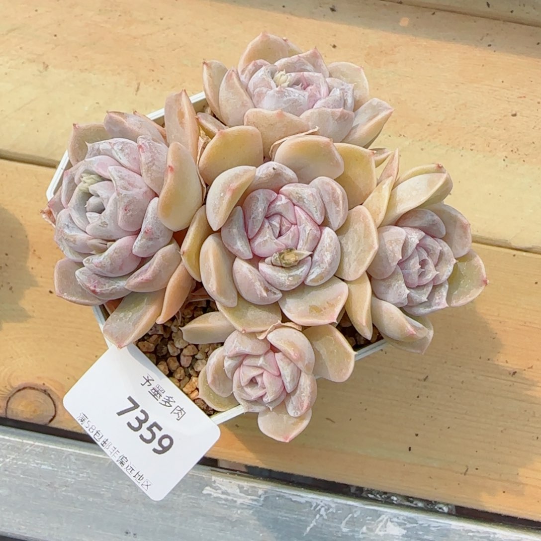 汉堡裙无砍，7359多肉植物