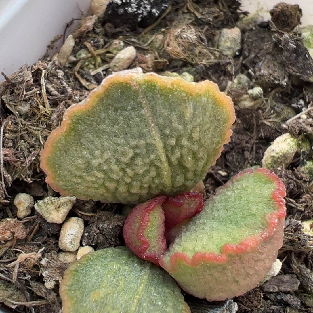 黑木耳多肉植物水泡