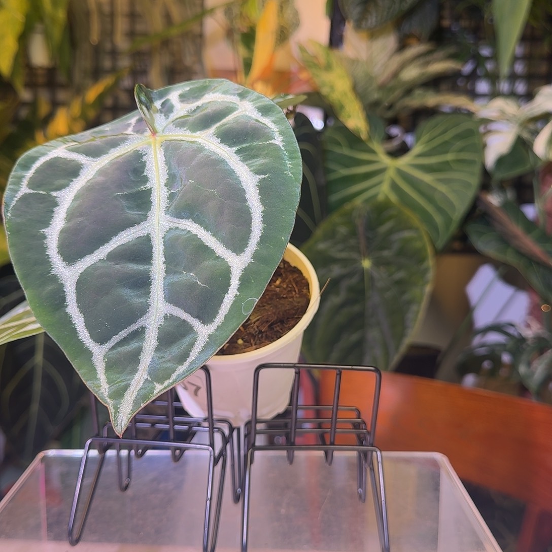 完全开放F57大风车