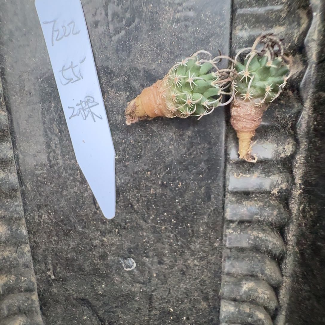 用***2逃避升空2颗花花花花