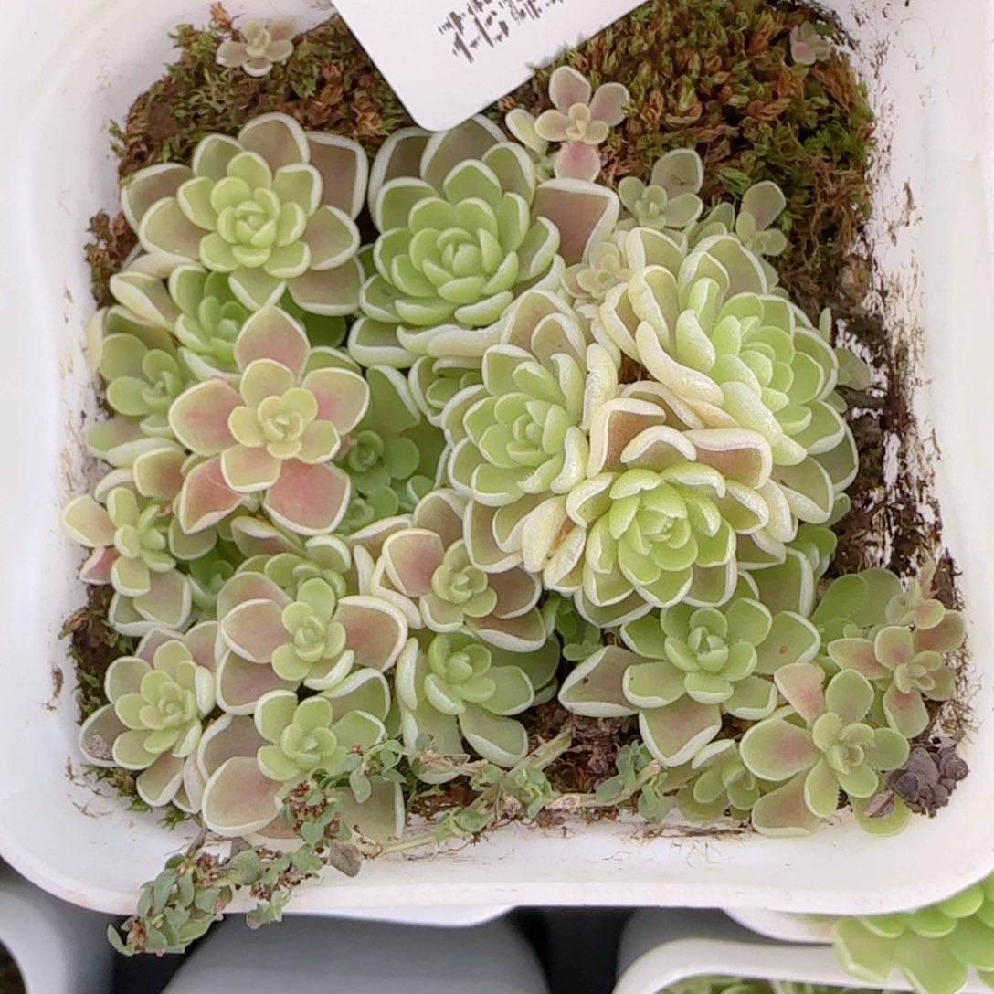 花语多肉1212-140爱丽丝捕虫堇