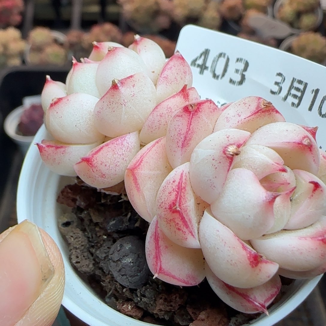 花语逸镜0310-403