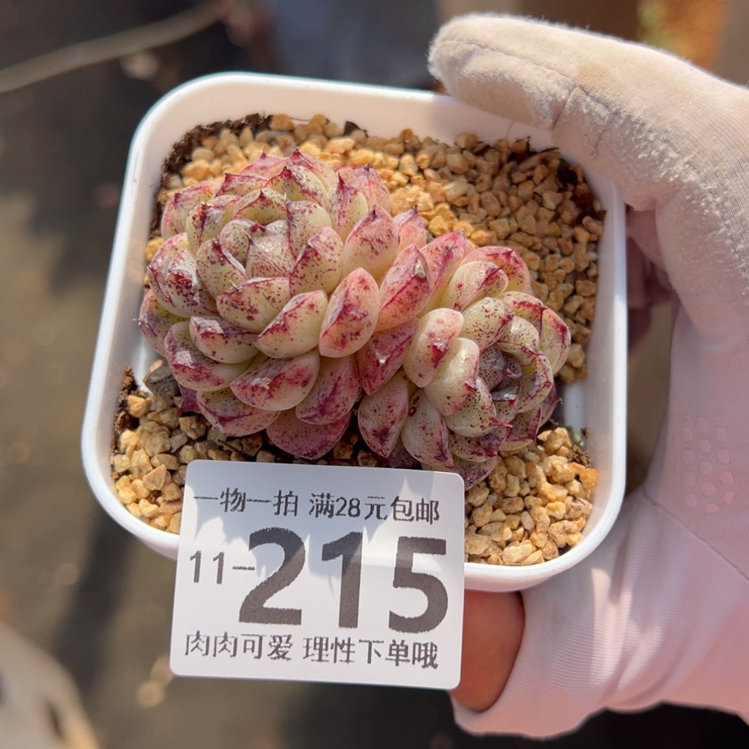 赤水晶多肉多肉多肉多肉