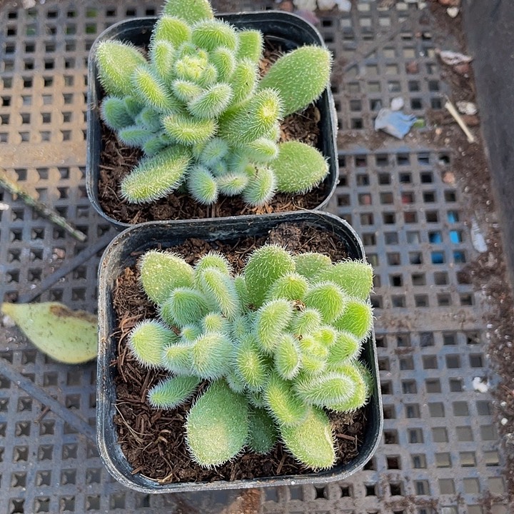 信冻泥带盆土发货