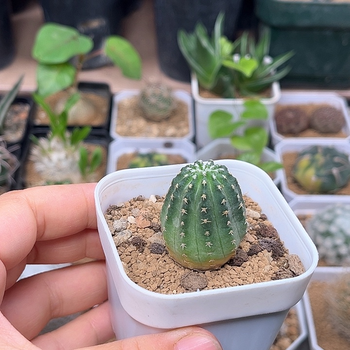 明石丸实生球一颗