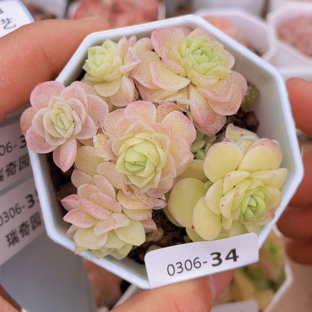 00000000000034量拍