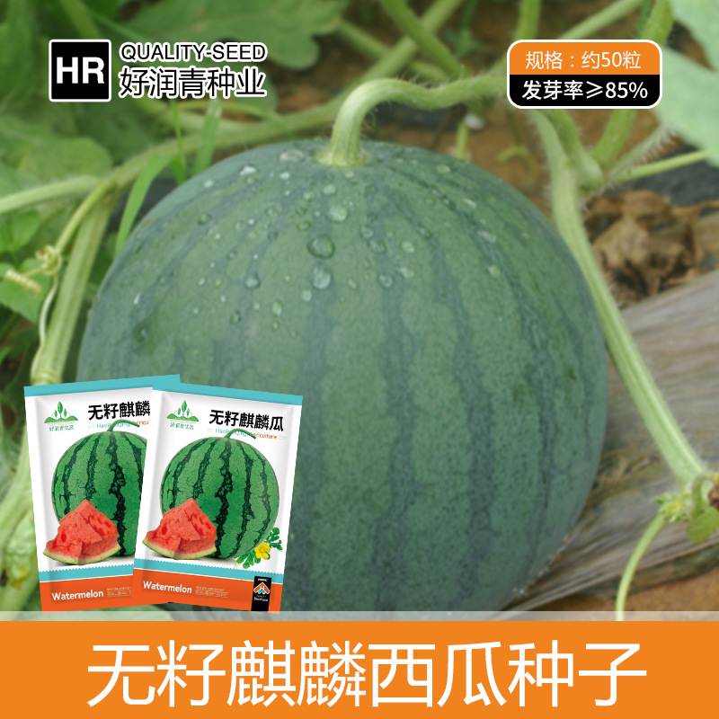 【全店满5包包邮】无籽麒麟瓜种子冰糖红心花皮懒汉西瓜种籽春夏