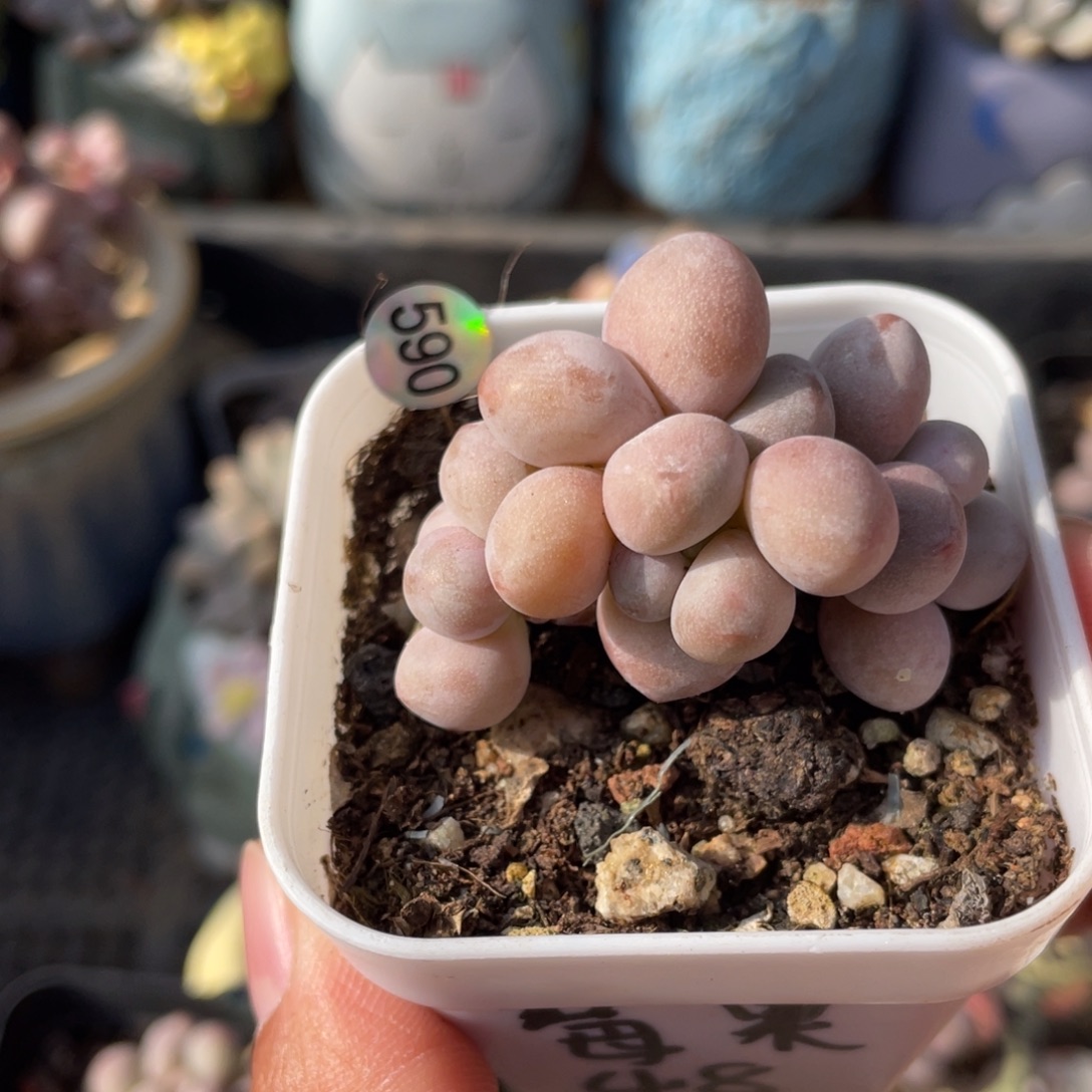 莓果奶酪多肉植物