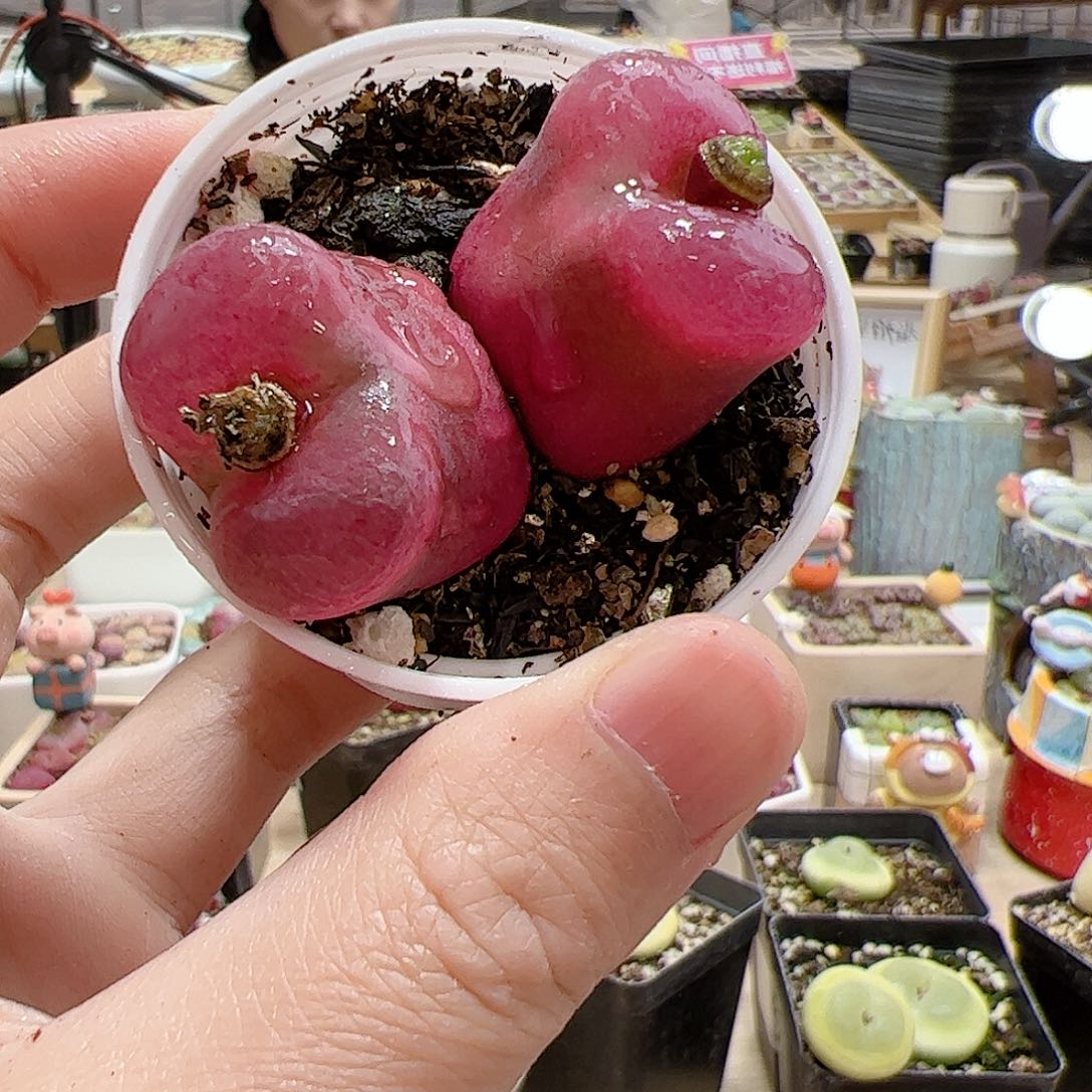 【闪购商品】285 双头