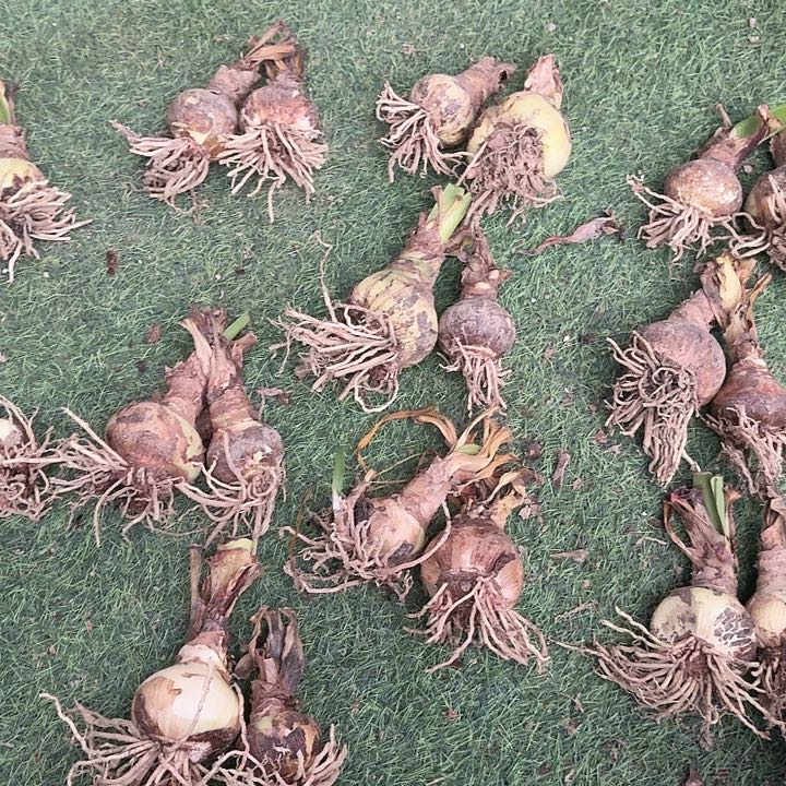 北方选美凯瑟琳混掉的一组2个装