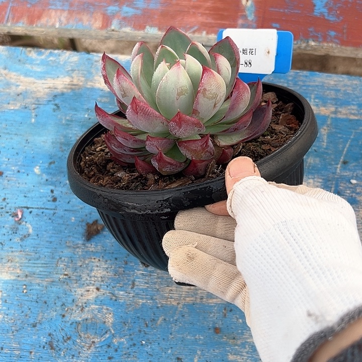 12.88惊鸿一个脱土