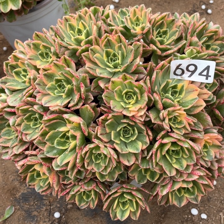 694多肉植物甜茶