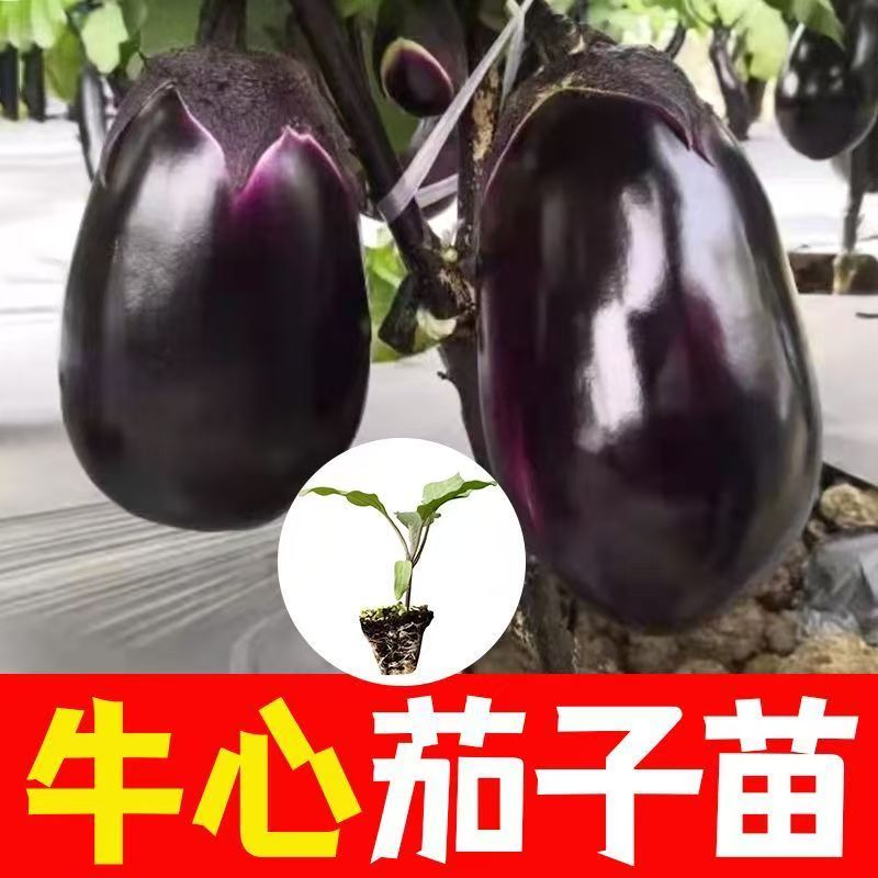 紫罐茄子秧苗带土牛心茄子苗