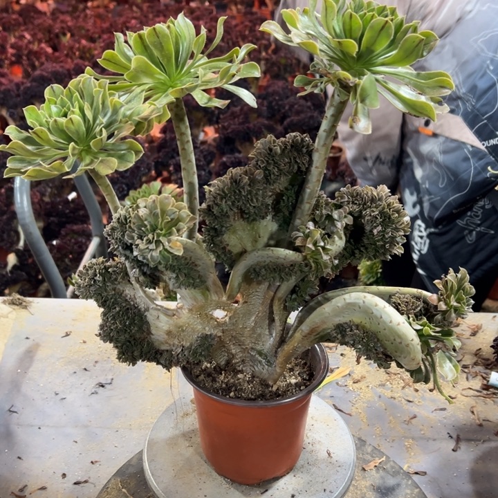 331原始绿法师冠幅37高度37不售后