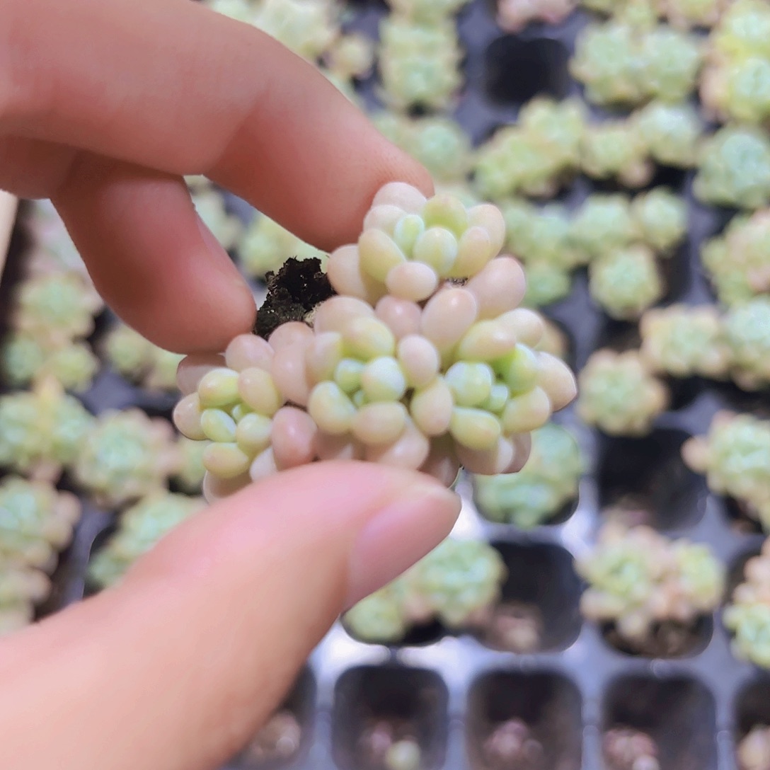 小穴苗洛可可2米2颗