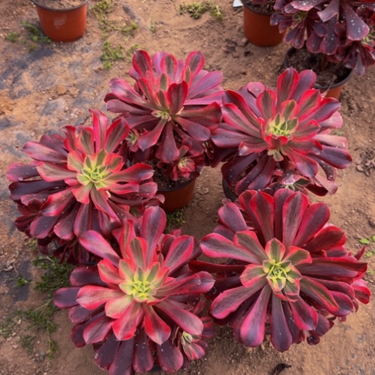 美杜莎5棵3号棚芝芝选19.9