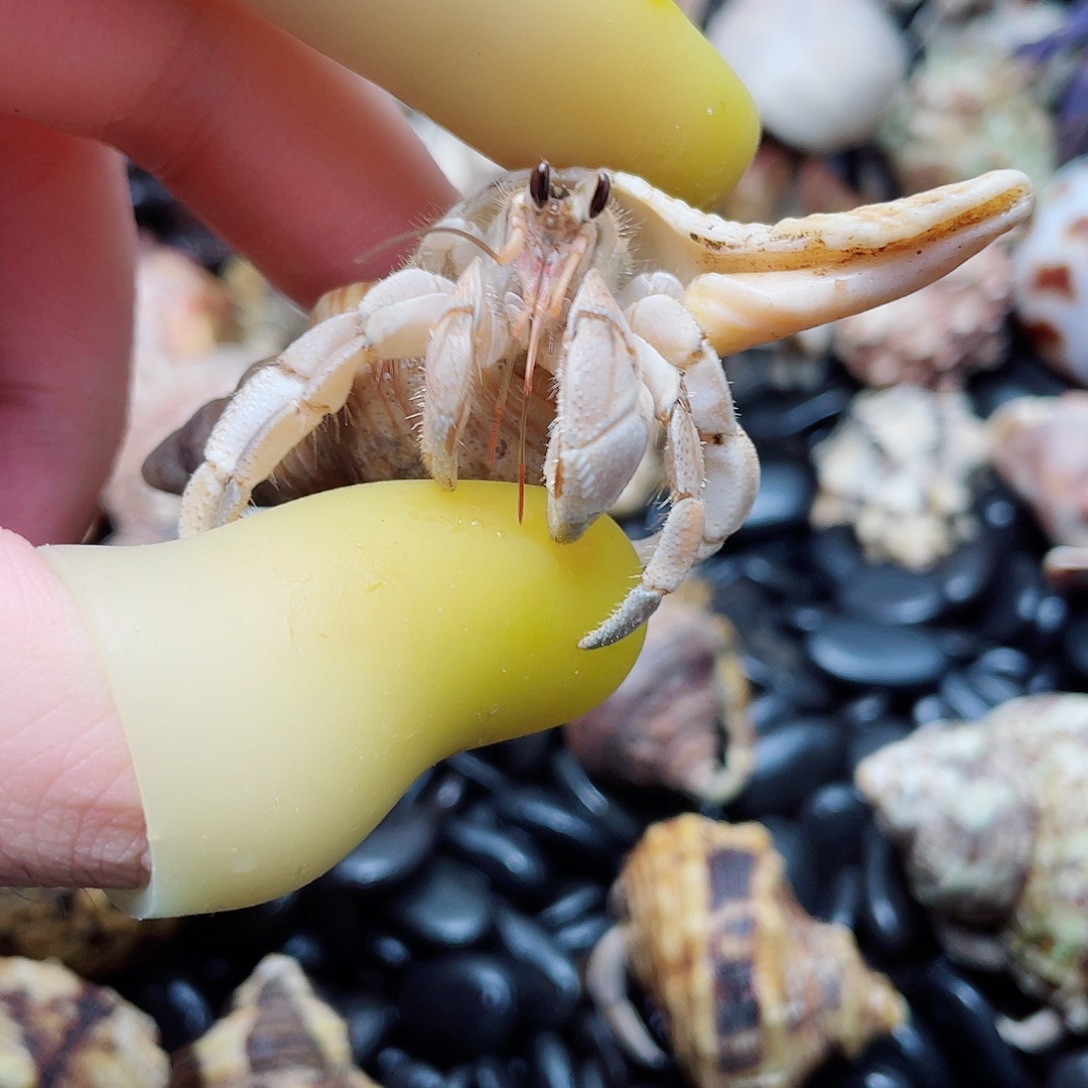 1.5口新岛彩灰寄居蟹