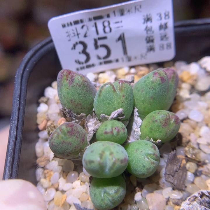 精品生石花218.351斑马