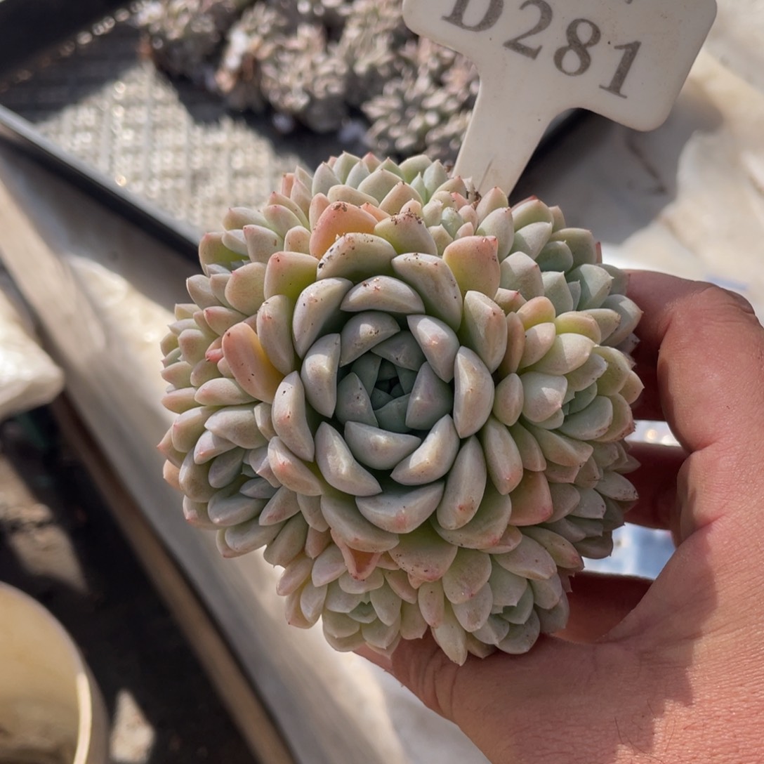 如****道281奶油美人不带盆10厘米