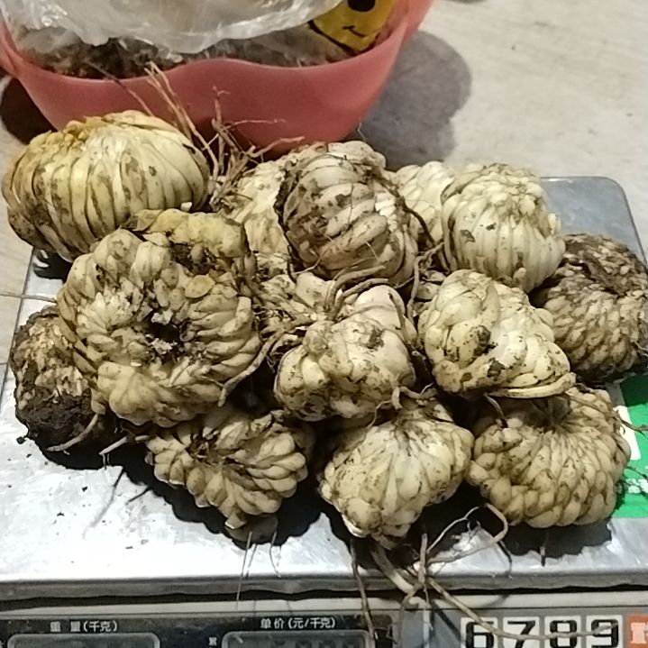 中国大陆贵州山采百合新鲜