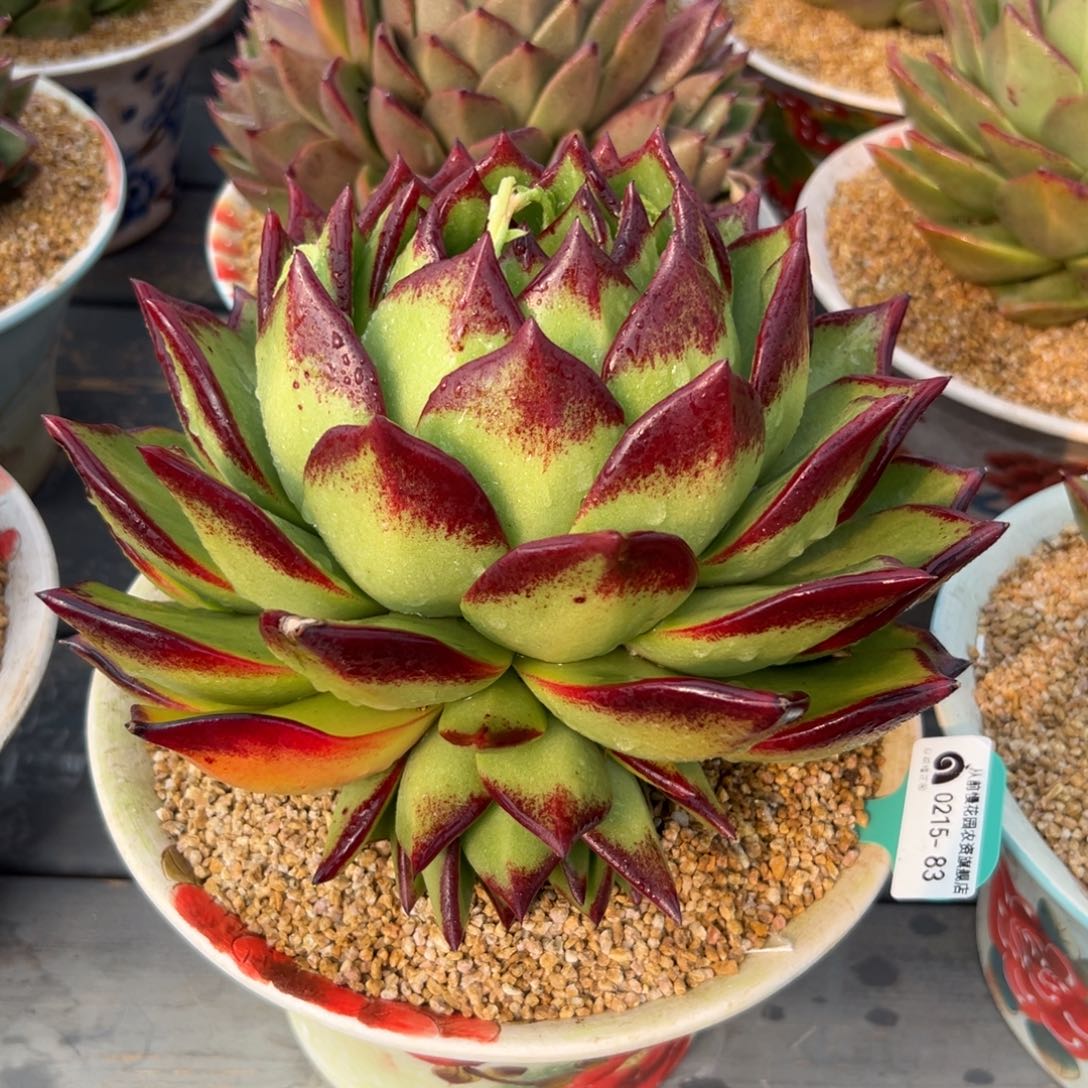 多肉一物一拍0214-83