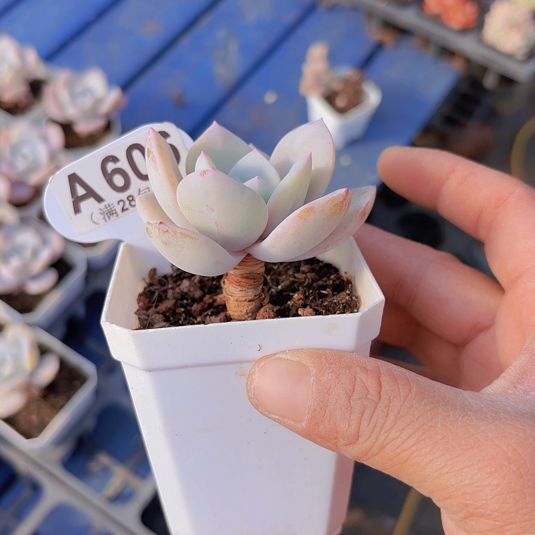 A606奶茶一物一拍