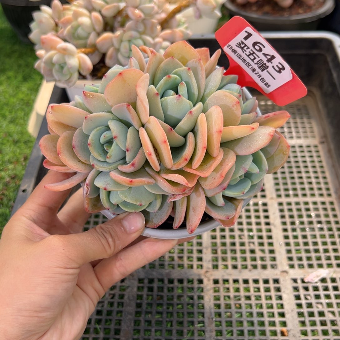 表妹精品多肉1643.