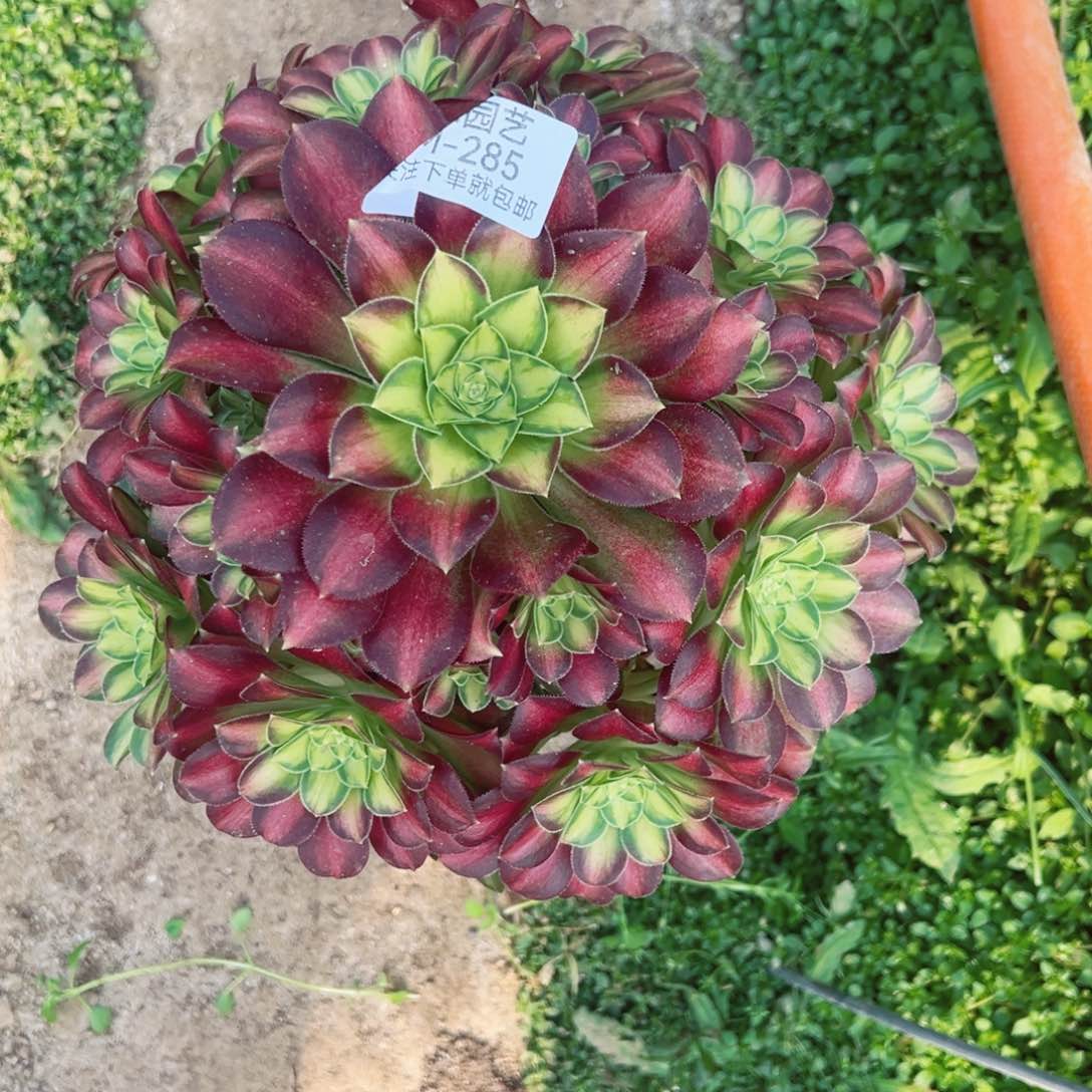 韶华多肉植物285