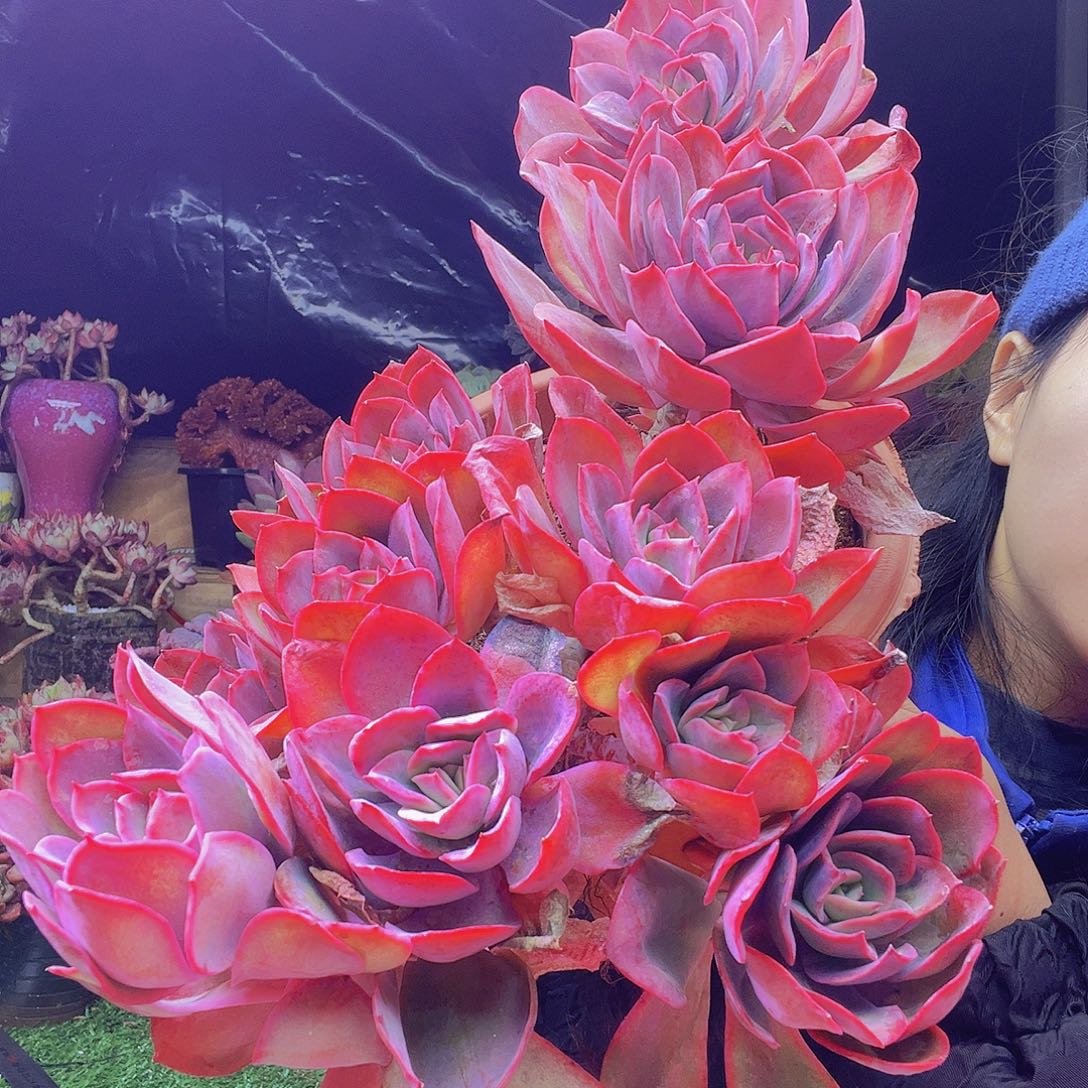 无铅玻璃ヾ**、大号多肉