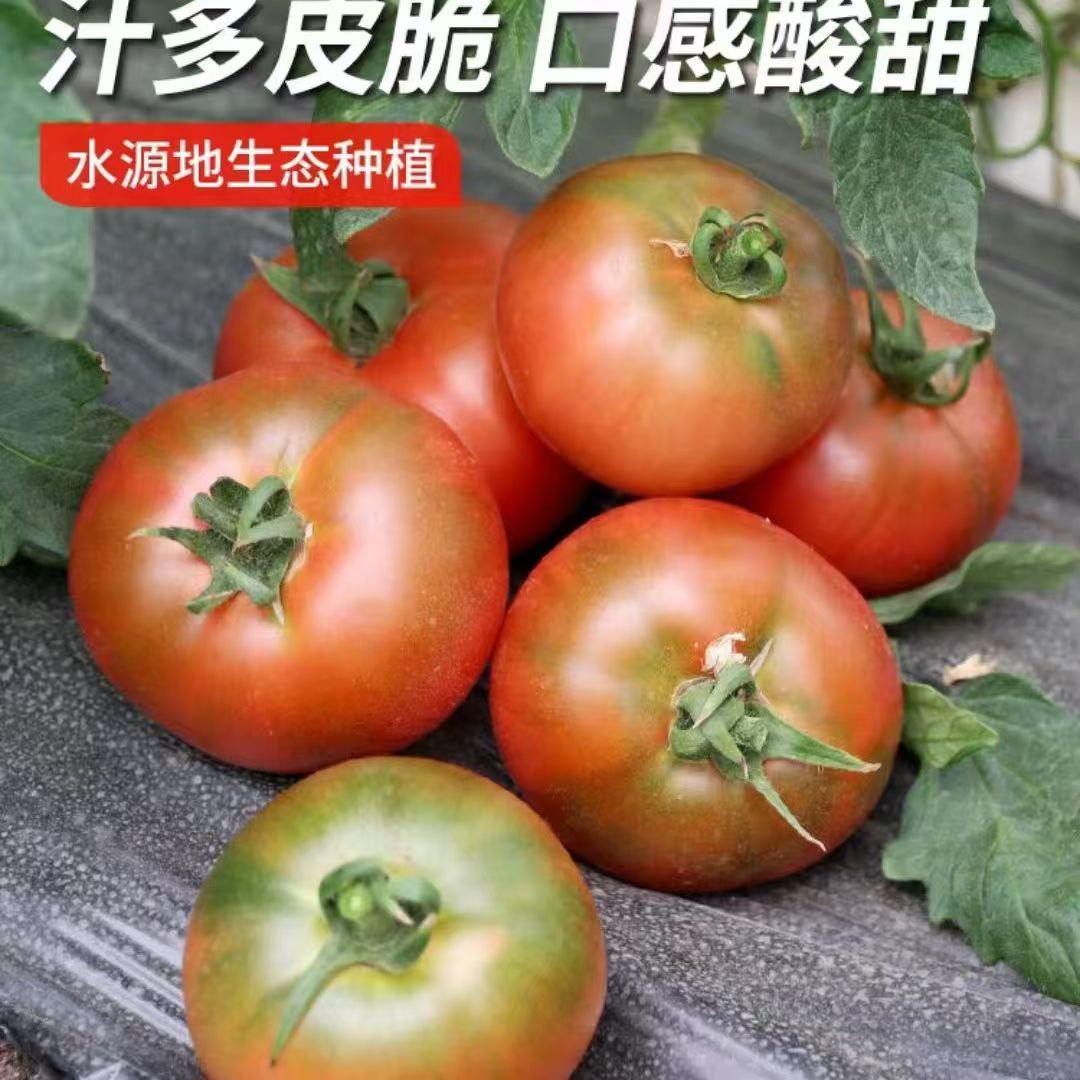 包邮黑龙江碱地嘎啦果柿子酸甜适中铁皮柿子新鲜美味脆爽多汁