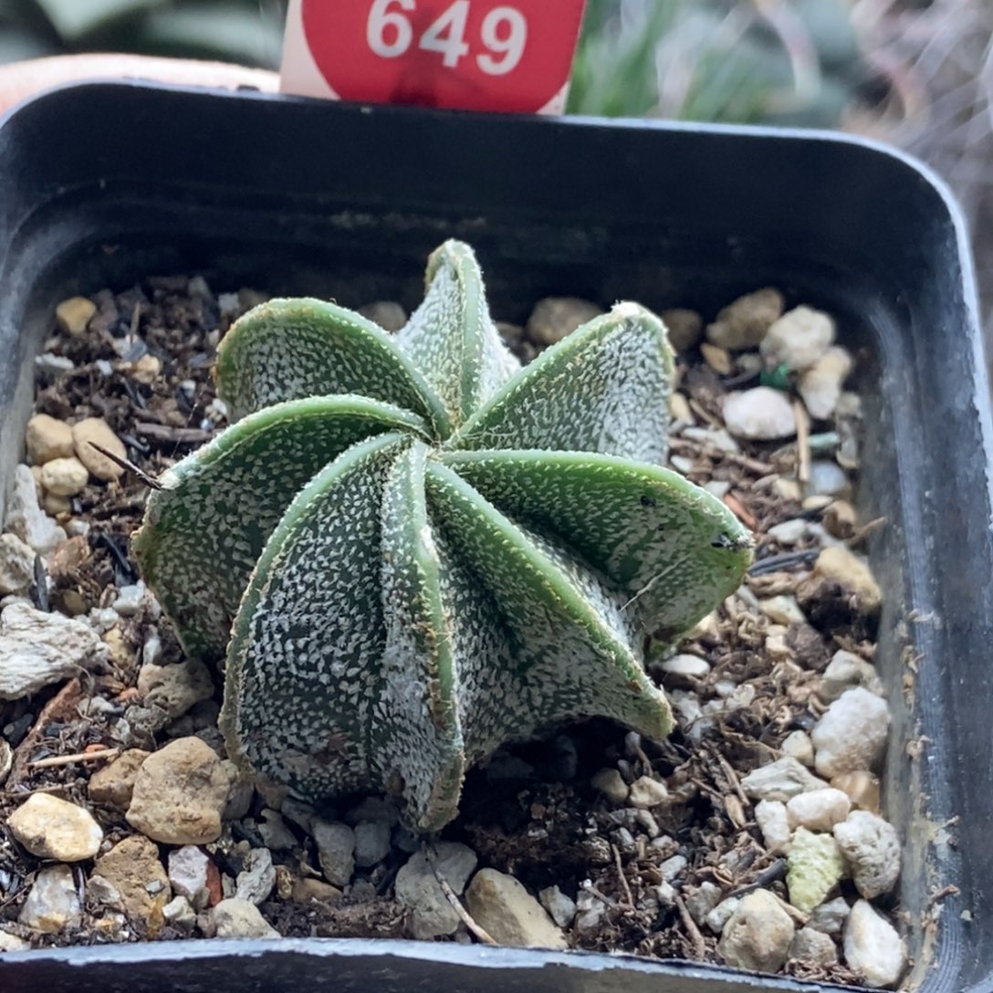 实生银沙大凤玉一颗36877