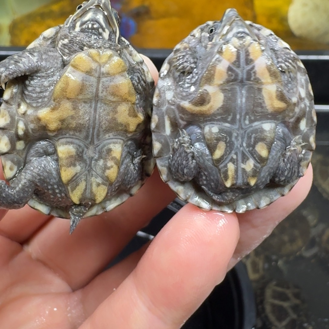 蛋龟不分公母麝香