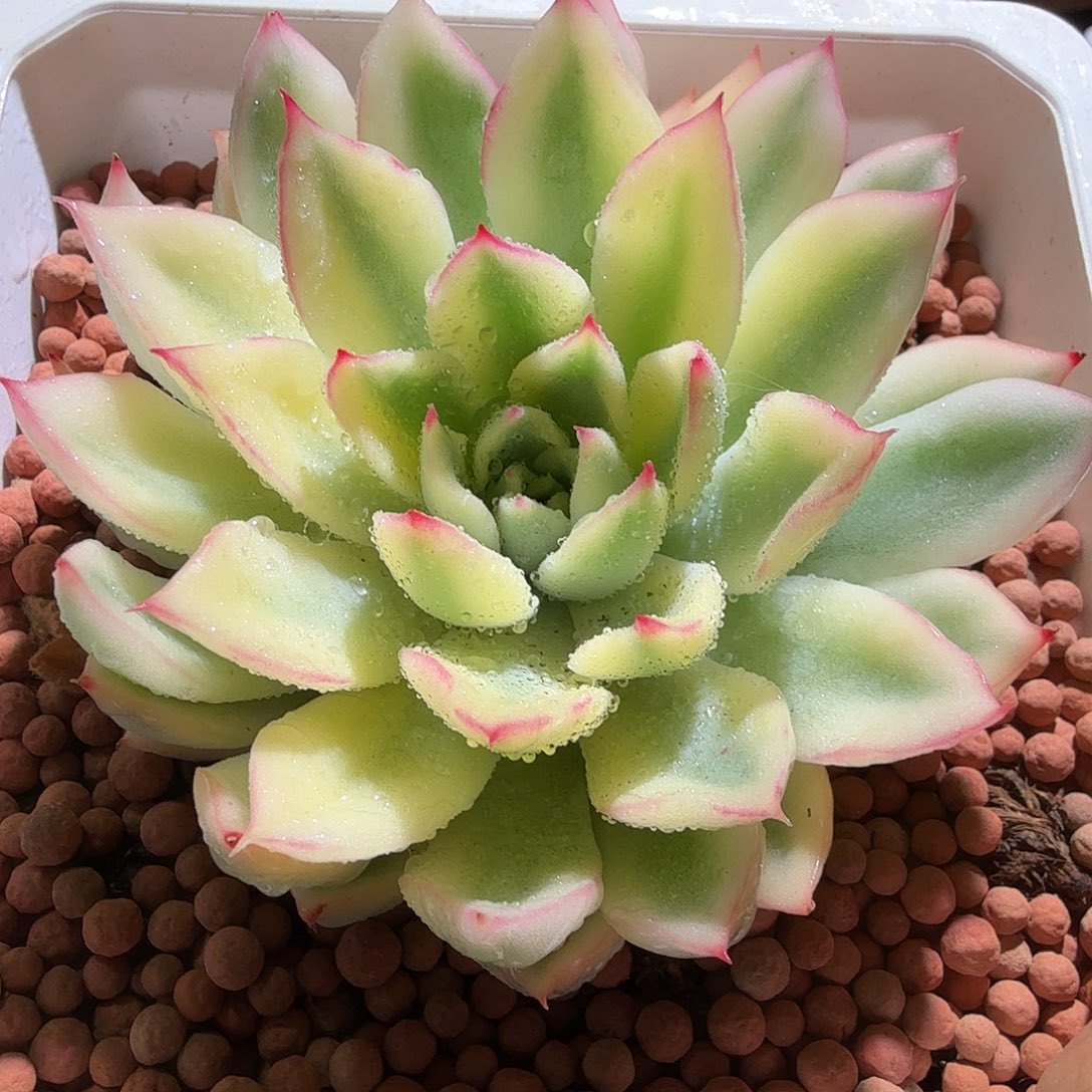 新圣骑兵锦，多肉植物