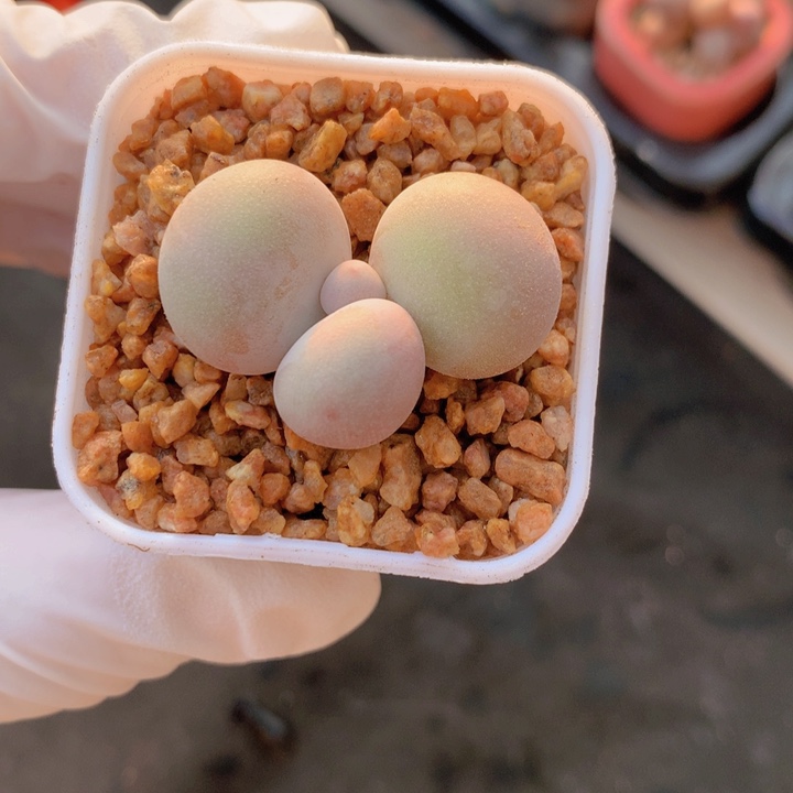 021 库福奶酪 胖胖的