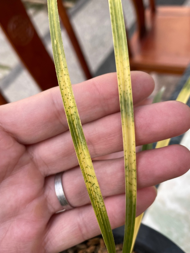 蕙兰金黄木纹叶蛇斑艺子母特壮苗