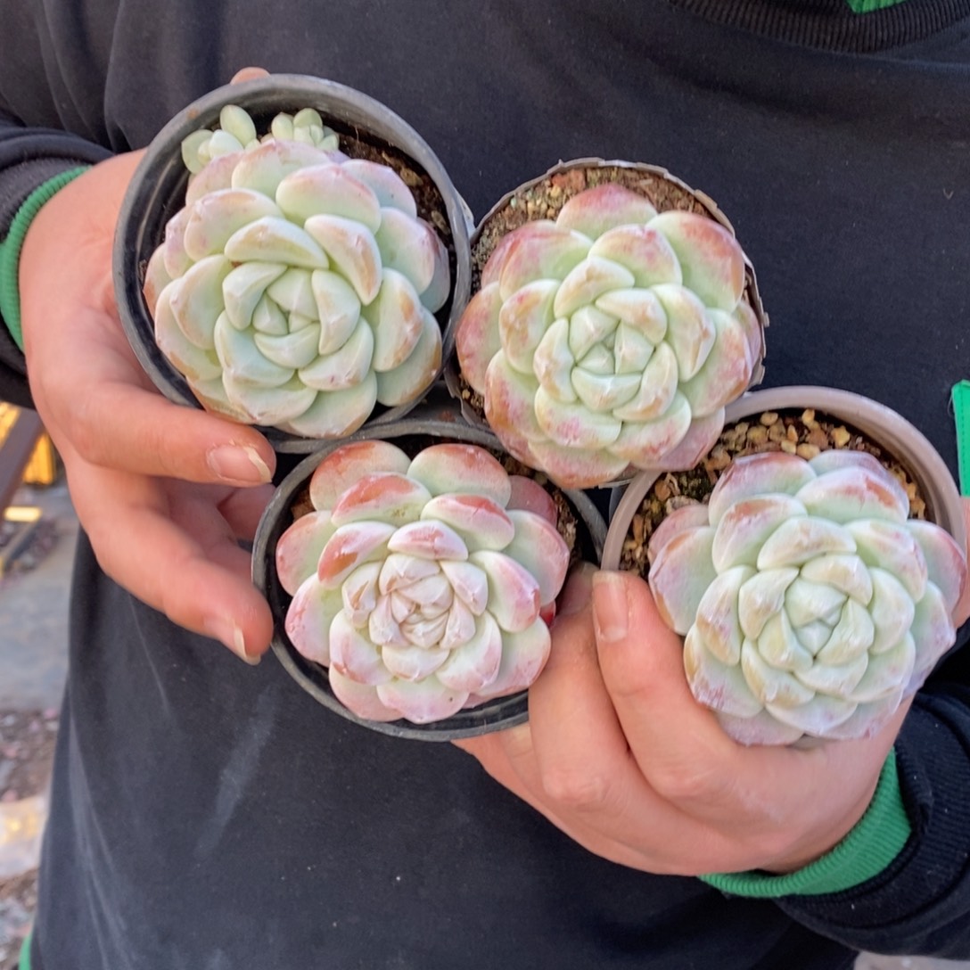 冰玉单头精控小老桩四盆，90杯