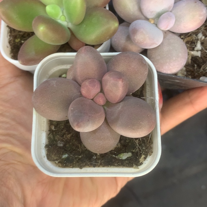 芒果。糖果。 芭比奶。包邮