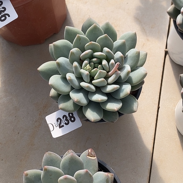流***云238半夏多肉植物多肉