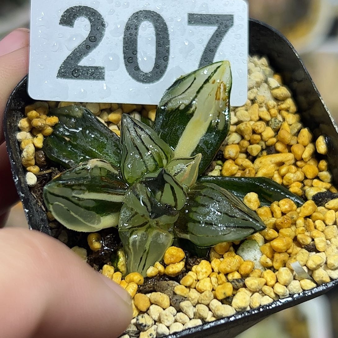 西瓜寿锦十二卷多肉植物