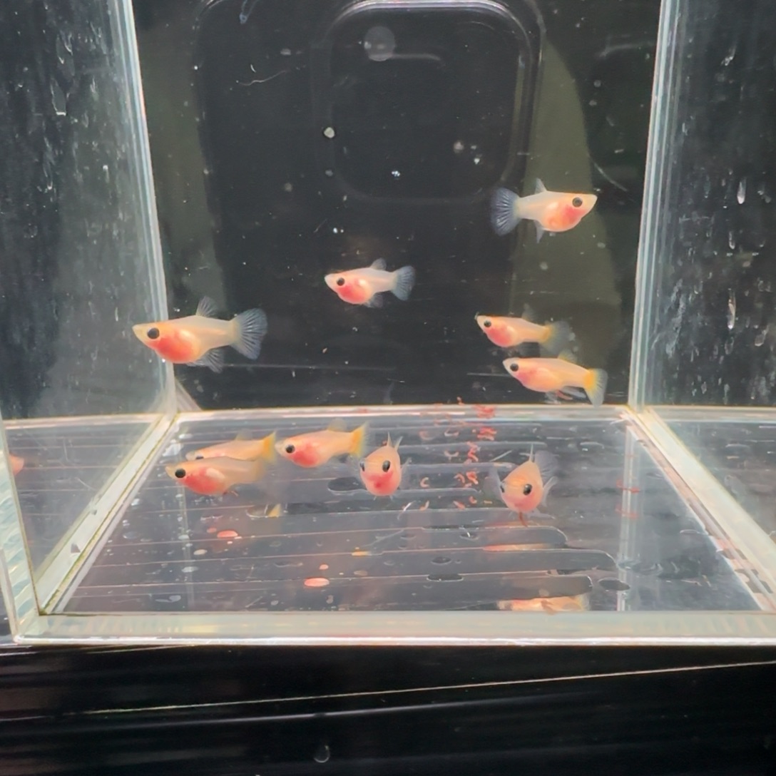 1厘米不分公母热带鱼黄金猫苗苗10条