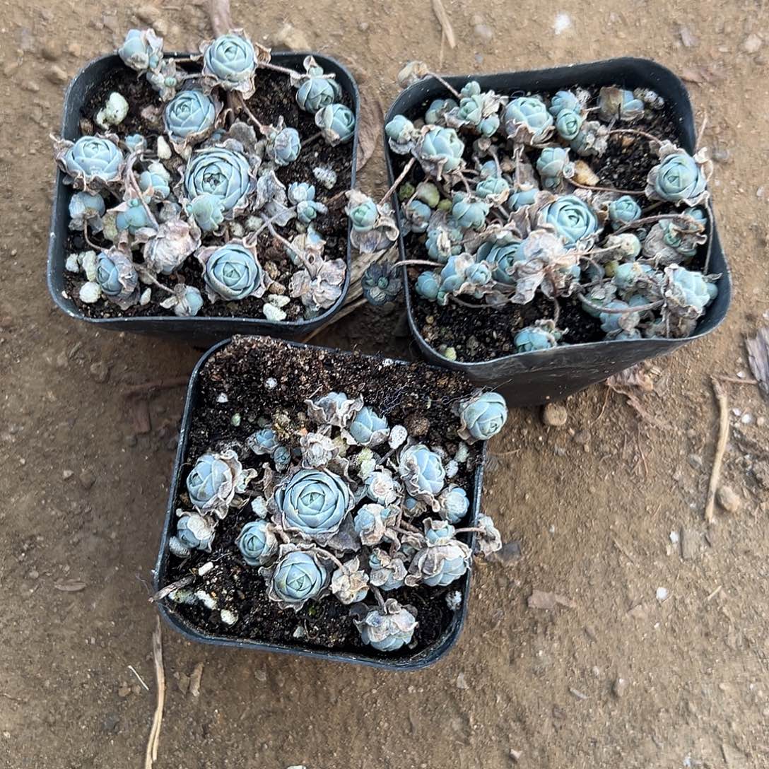 多肉植物三颗子持