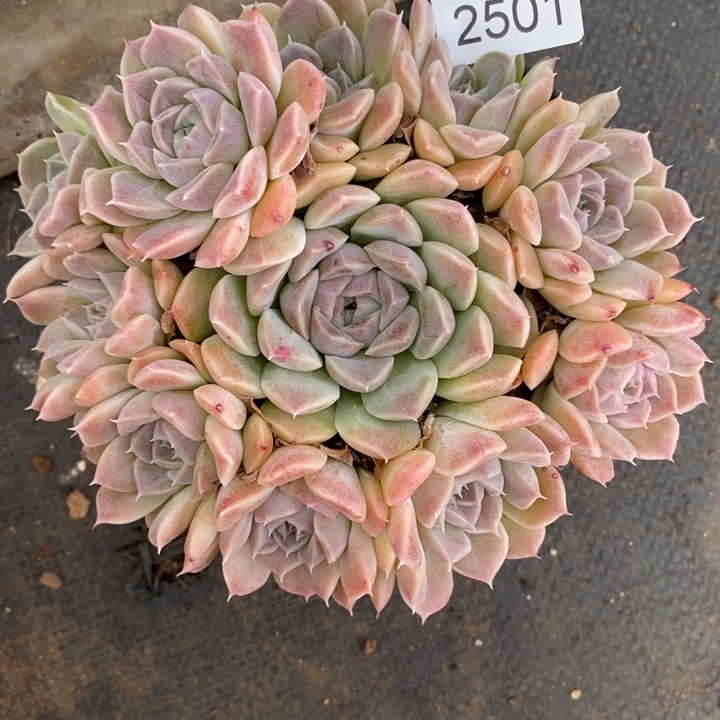 2501杂交老桩基地～13厘米