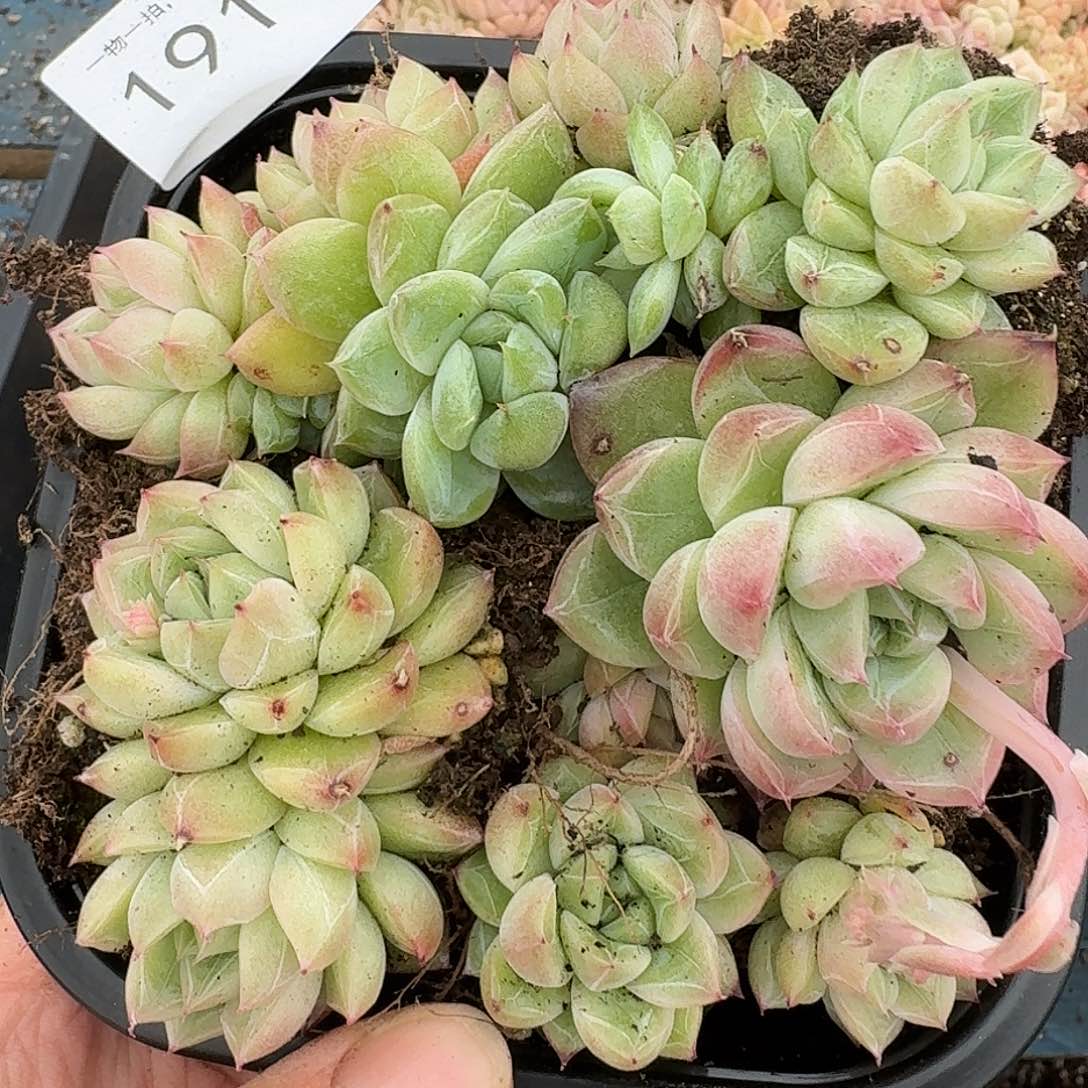 杂交新品珍妮多肉1910