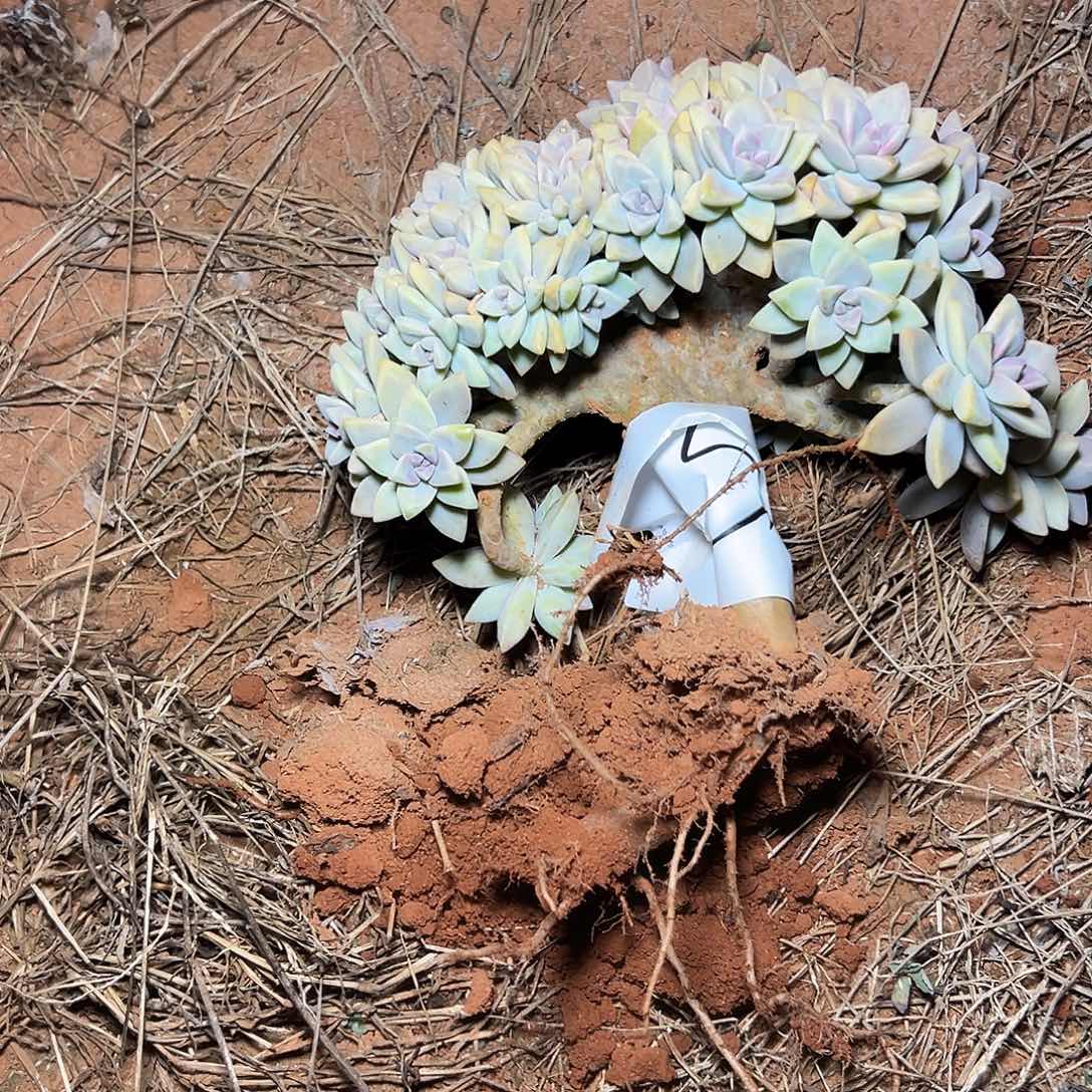 弥***弥淡雪多肉一物一拍5号