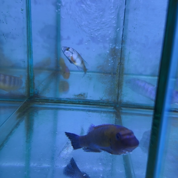 风***舟慈鲷鱼275号11111111