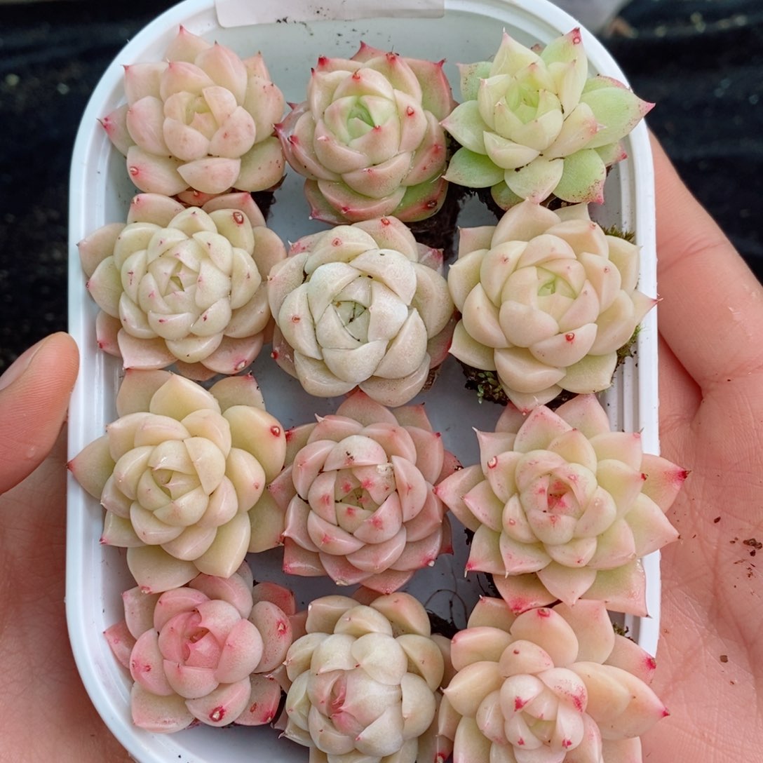 2-831新疆西藏内蒙不发其他一单包邮两到三公分多肉