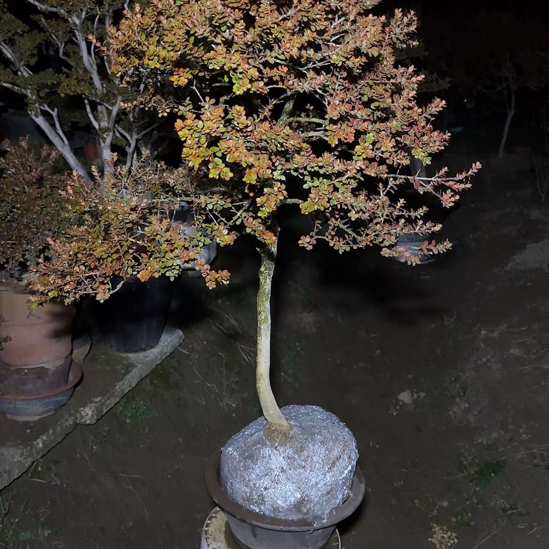 无花朵安徽珍珠黄杨2700